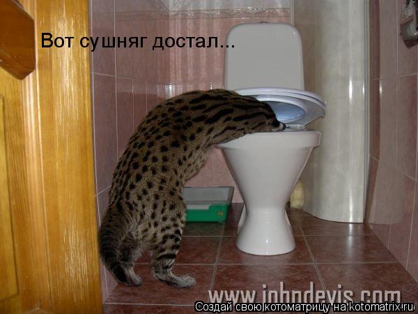 Вот сушняг достал...... Котоматрица: Вот сушняг достал...