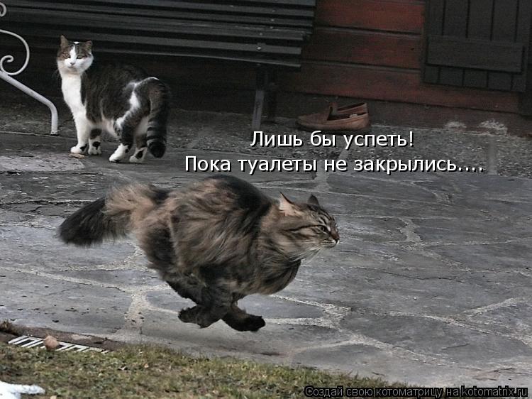 Лишь бы успеть! Пока туалеты не закрылись....... Котоматрица: Лишь бы успеть! Пока туалеты не закрылись....