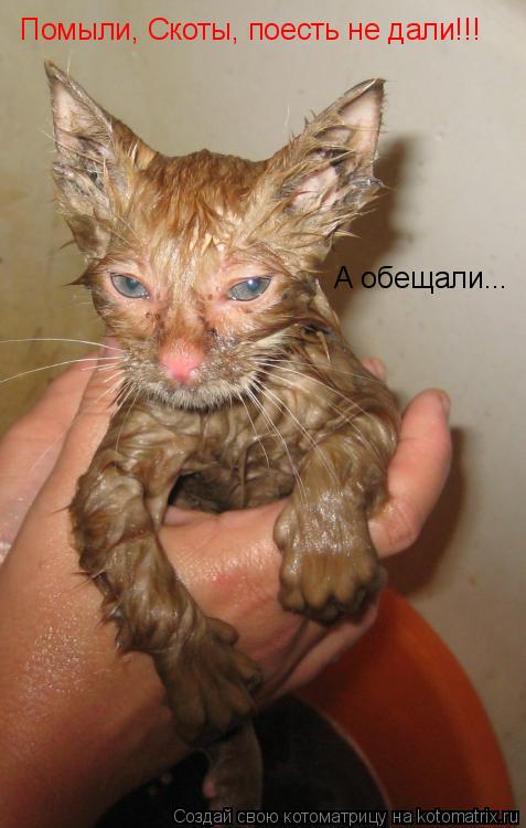 Помыли, Скоты, поесть не дали!!! А обещали...... Котоматрица: Помыли, Скоты, поесть не дали!!! А обещали...