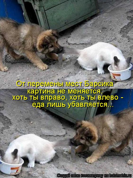 От перемены мест Барсика картина не меняется: хоть ты вправо, хоть ты влево - еда лишь убавляется...... Котоматрица: От перемены мест Барсика картина не меняется: хоть ты вправо, хоть ты влево - еда лишь убавляется...