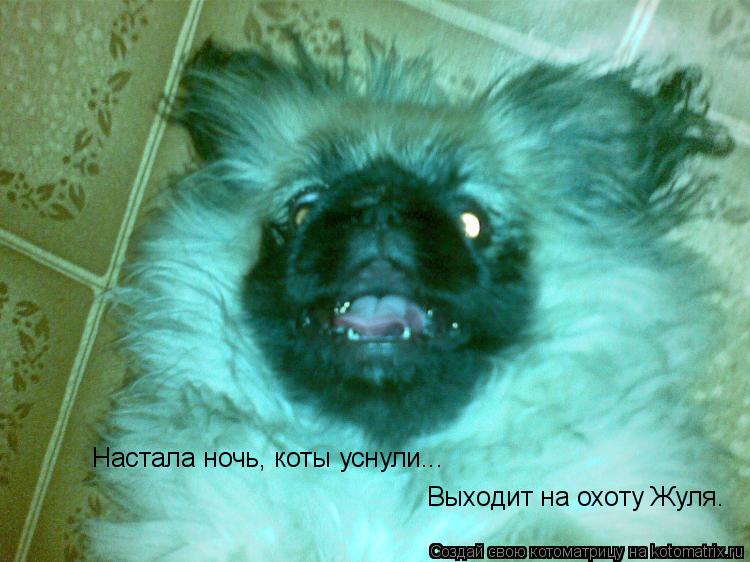 Настала ночь, коты уснули... Выходит на охоту Жуля.... Котоматрица: Настала ночь, коты уснули... Выходит на охоту Жуля.