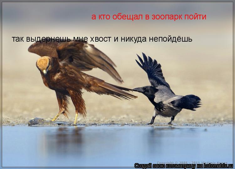 так выдернешь мне хвост и никуда непойдёшь а кто обещал в зоопарк пойти... Котоматрица: так выдернешь мне хвост и никуда непойдёшь а кто обещал в зоопарк пойти