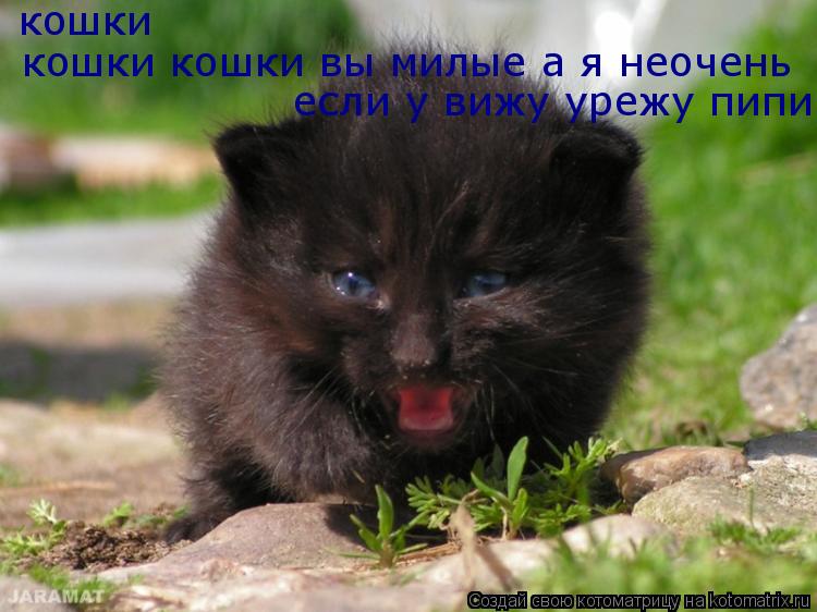 кошки кошки кошки вы милые а я кошки кошки вы милые а я неочень если у вижу урежу пипи... Котоматрица: кошки кошки кошки вы милые а я кошки кошки вы милые а я неочень если у вижу урежу пипи