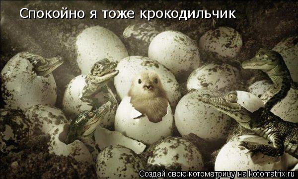 Спокойно я тоже крокодильчик... Котоматрица: Спокойно я тоже крокодильчик