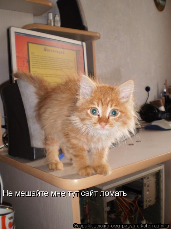 Не мешайте мне тут сайт ломать... Котоматрица: Не мешайте мне тут сайт ломать