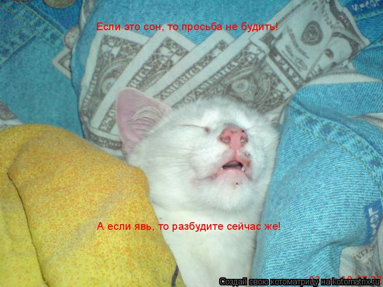 Если э Если это сон, то просьба не будить! А если явь, то разбудите сейчас же!... Котоматрица: Если э Если это сон, то просьба не будить! А если явь, то разбудите сейчас же!