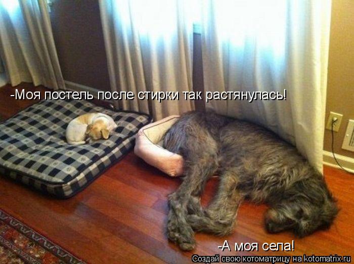 -Моя постель после стирки так растянулась! -А моя села!... Котоматрица: -Моя постель после стирки так растянулась! -А моя села!