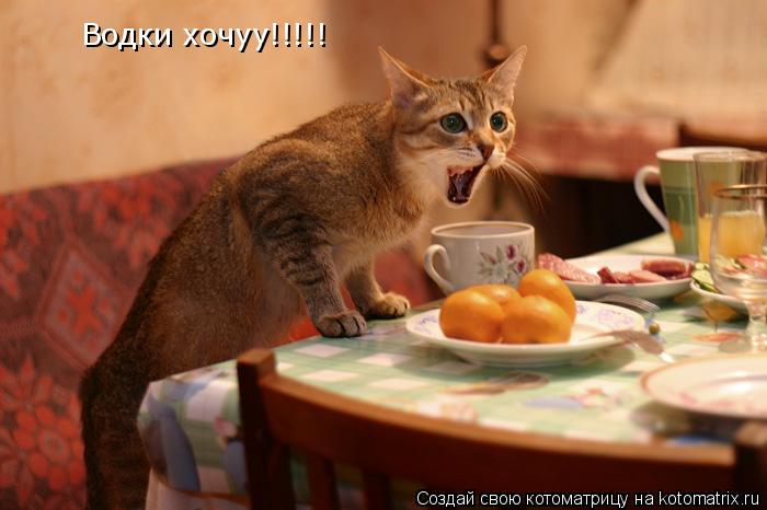 Водки хочуу!!!!!... Котоматрица: Водки хочуу!!!!!