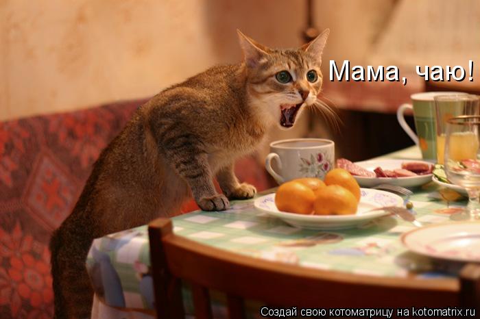 Мама, чаю!... Котоматрица: Мама, чаю!