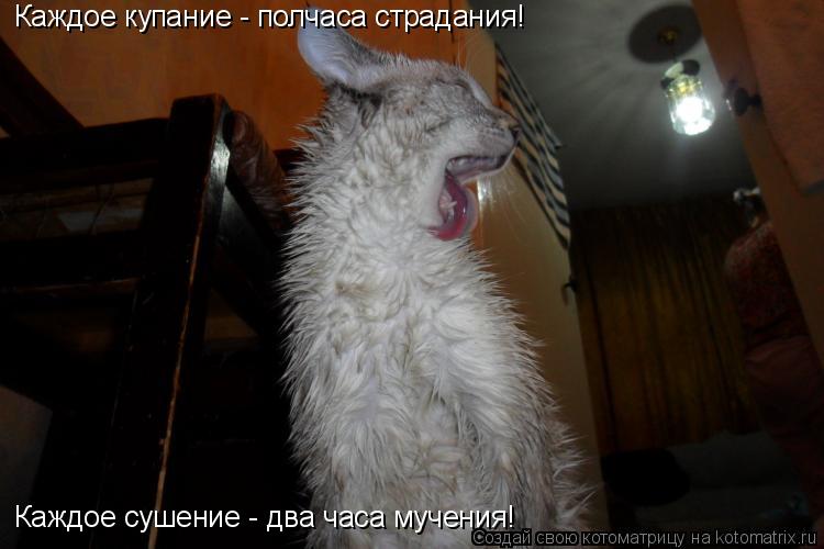 Каждое купание - полчаса страдания! Каждое купание - полчаса страдания! Каждое сушение - два часа м... Котоматрица: Каждое купание - полчаса страдания! Каждое купание - полчаса страдания! Каждое сушение - два часа мучения! Каждое сушение - два часа мучения!