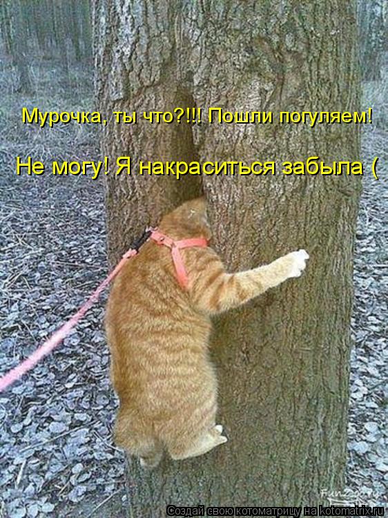 Не могу! Я накраситься забыла ( Мурочка, ты что?!!! Пошли погуляем!... Котоматрица: Не могу! Я накраситься забыла ( Мурочка, ты что?!!! Пошли погуляем!