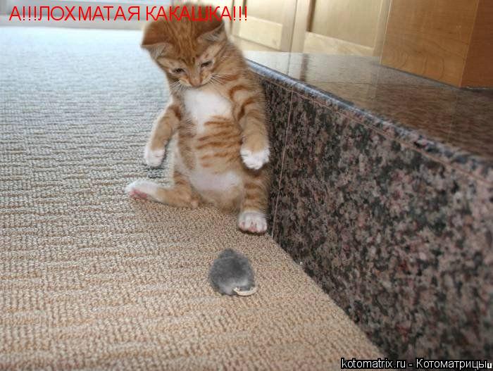 А!!!ЛОХМАТАЯ КАКАШКА!!!... Котоматрица: А!!!ЛОХМАТАЯ КАКАШКА!!!