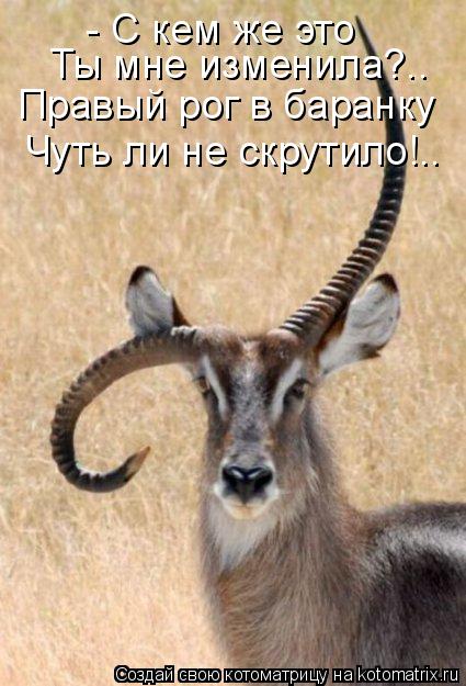 - С кем же это Ты мне изменила?.. Правый рог в баранку Чуть ли не скрутило!..... Котоматрица: - С кем же это Ты мне изменила?.. Правый рог в баранку Чуть ли не скрутило!..