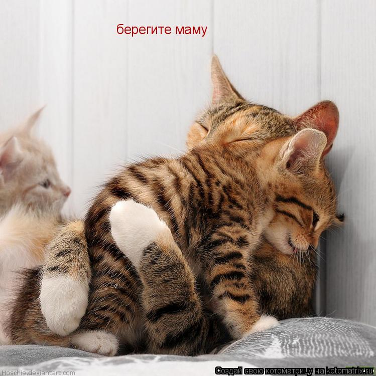 берегите маму... Котоматрица: берегите маму