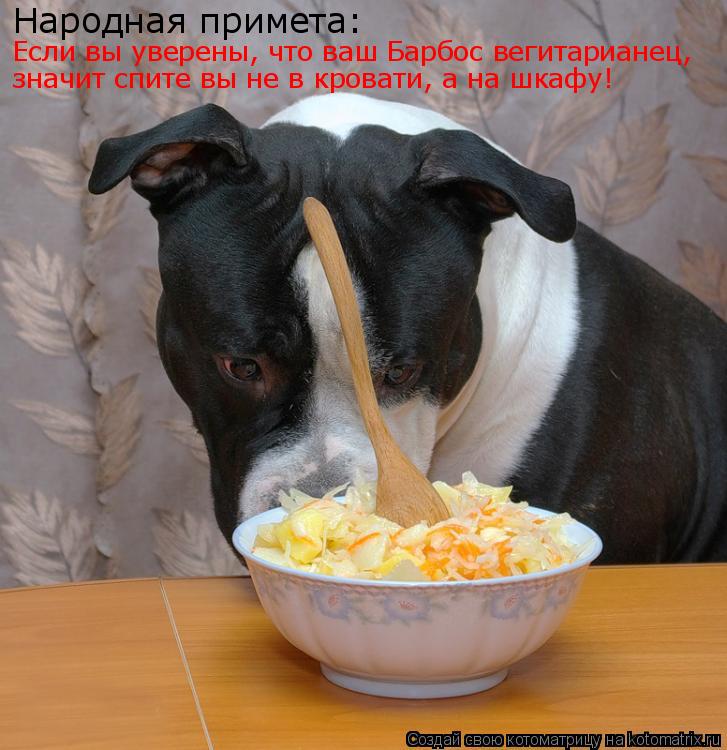 Народная примета: Если вы уверены, что ваш Барбос вегитарианец, значит спите вы не в кровати, а на шк... Котоматрица: Народная примета: Если вы уверены, что ваш Барбос вегитарианец, значит спите вы не в кровати, а на шкафу!