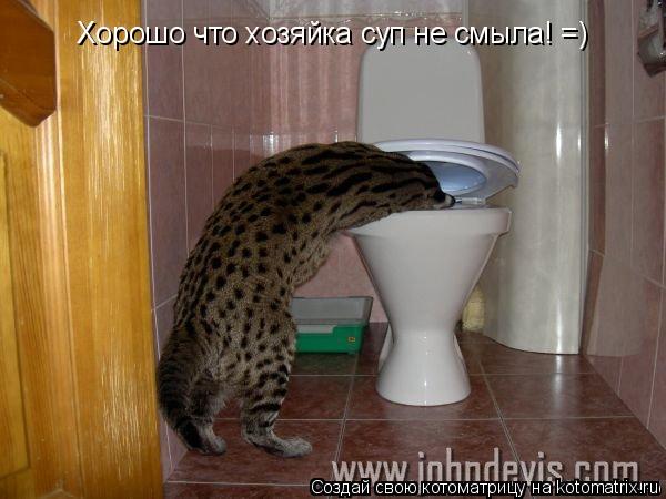 Хорошо что хозяйка суп не смыла! =)... Котоматрица: Хорошо что хозяйка суп не смыла! =)