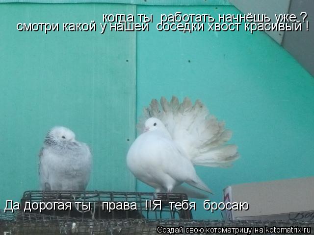 когда ты работать начнёшь уже ? смотри какой у нашей соседки хвост красивый ! Да дорогая ты прав... Котоматрица: когда ты работать начнёшь уже ? смотри какой у нашей соседки хвост красивый ! Да дорогая ты права !!Я тебя бросаю Да дорогая ты права !!Я