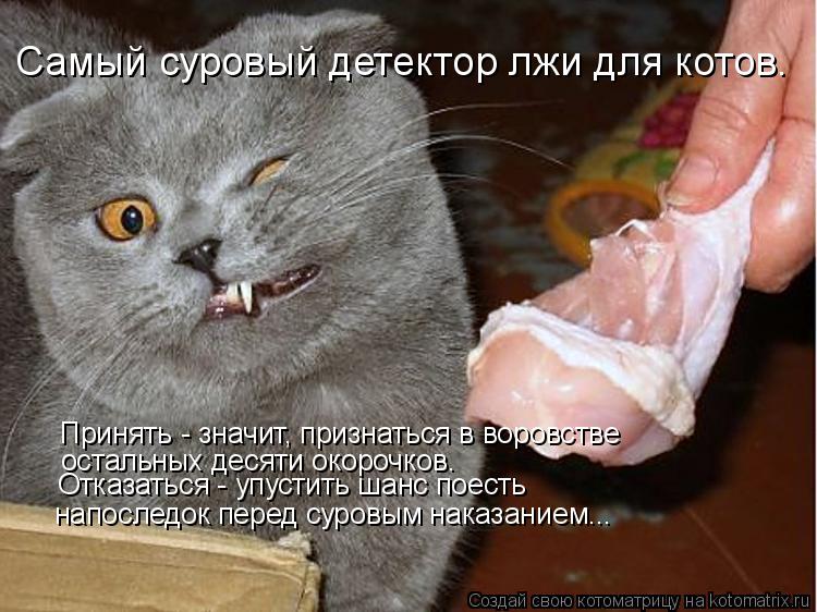 Самый суровый детектор лжи для котов. Принять - значит, признаться в воровстве остальных десяти окор... Котоматрица: Самый суровый детектор лжи для котов. Принять - значит, признаться в воровстве остальных десяти окорочков. напоследок перед суровым наказа