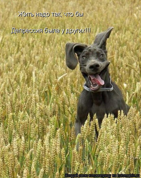 Жить надо так, что бы Депрессия была у других!!!... Котоматрица: Жить надо так, что бы Депрессия была у других!!!