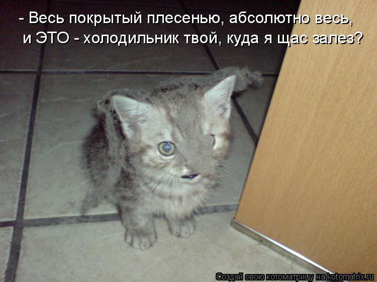 Котоматрица: - Весь покрытый плесенью, абсолютно весь, и ЭТО - холодильник твой, куда я щас залез?