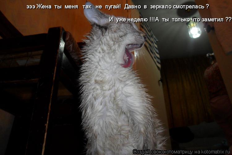 эээ Жена ты меня так не пугай! Давно в зеркало смотрелась ? И уже неделю !!!А ты только ... Котоматрица: эээ Жена ты меня так не пугай! Давно в зеркало смотрелась ? И уже неделю !!!А ты только что заметил ??