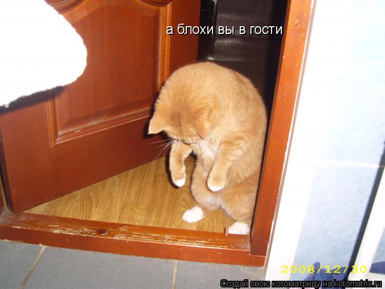 а блохи вы в гости... Котоматрица: а блохи вы в гости