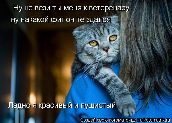 Ну не вези ты меня к ветеренару ну накакой фиг он те здался Ладно я красивый и пушистый... Котоматрица: Ну не вези ты меня к ветеренару ну накакой фиг он те здался Ладно я красивый и пушистый