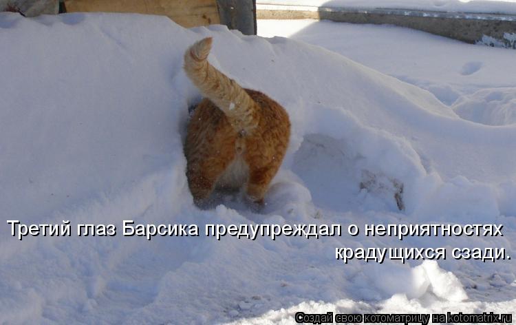 Третий глаз Барсика предупреждал о неприятностях крадущихся сзади.... Котоматрица: Третий глаз Барсика предупреждал о неприятностях крадущихся сзади.
