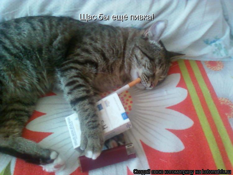 Щас бы ещё пивка!... Котоматрица: Щас бы ещё пивка!