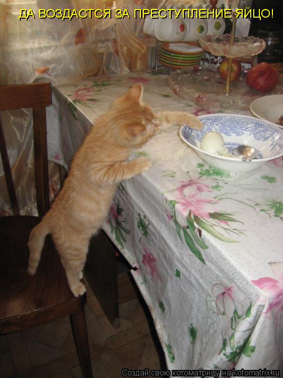 ДА ВОЗДАСТСЯ ЗА ПРЕСТУПЛЕНИЕ ЯЙЦО!... Котоматрица: ДА ВОЗДАСТСЯ ЗА ПРЕСТУПЛЕНИЕ ЯЙЦО!