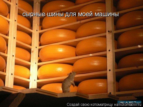 сырные шины для моей машины... Котоматрица: сырные шины для моей машины