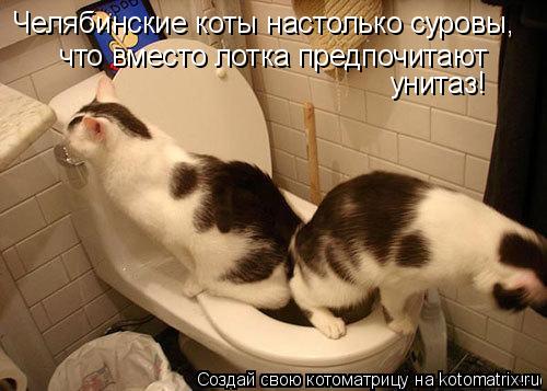 Челябинские коты настолько суровы, что вместо лотка предпочитают унитаз!... Котоматрица: Челябинские коты настолько суровы, что вместо лотка предпочитают унитаз!
