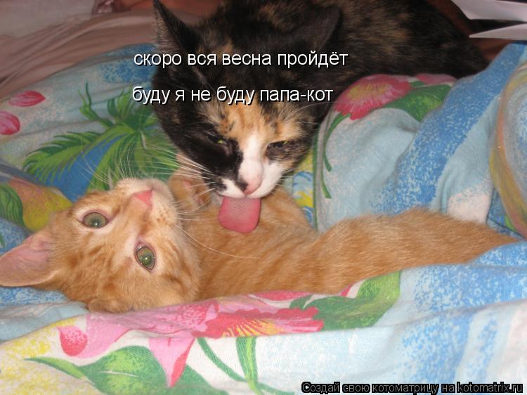 скоро вся весна пройдёт буду я не буду папа-кот... Котоматрица: скоро вся весна пройдёт буду я не буду папа-кот