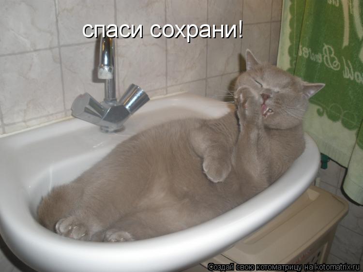 спаси сохрани!... Котоматрица: спаси сохрани!