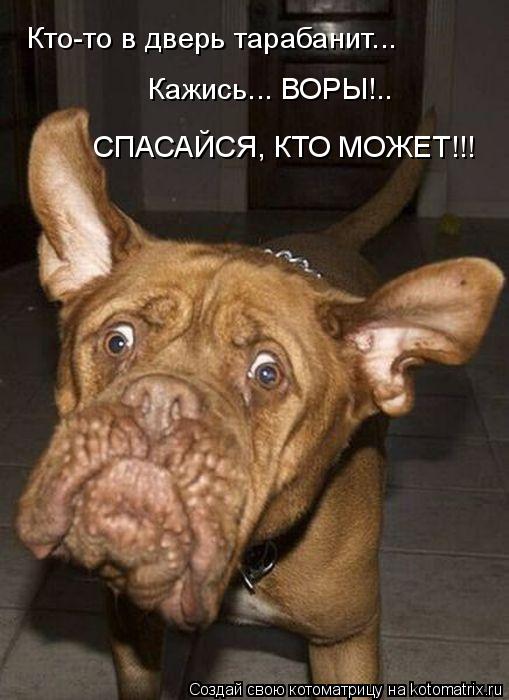 Кто-то в дверь тарабанит... Кажись... ВОРЫ!.. СПАСАЙСЯ, КТО МОЖЕТ!!!... Котоматрица: Кто-то в дверь тарабанит... Кажись... ВОРЫ!.. СПАСАЙСЯ, КТО МОЖЕТ!!!