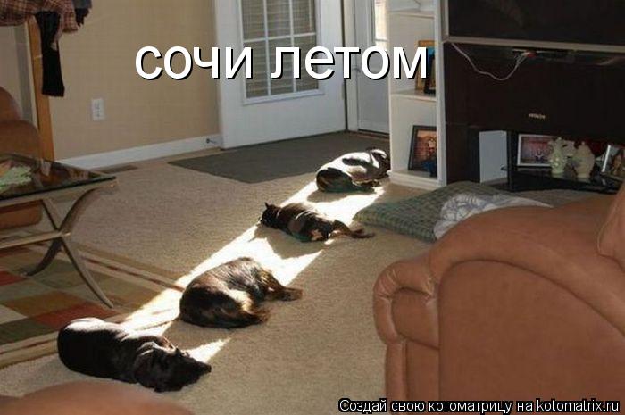 сочи летом... Котоматрица: сочи летом