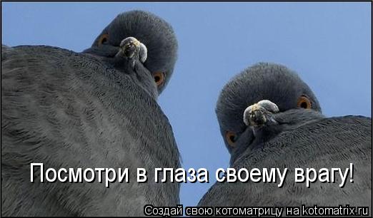 Посмотри в глаза своему врагу!... Котоматрица: Посмотри в глаза своему врагу!