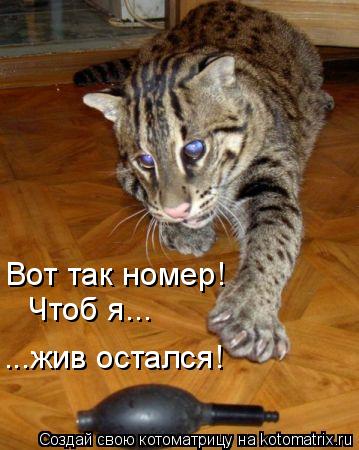 Вот так номер! Чтоб я... ...жив остался!... Котоматрица: Вот так номер! Чтоб я... ...жив остался!