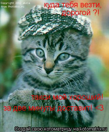 куда тебя везти, дорогой ?! такси мой хороший! за две минуты доставит! <3... Котоматрица: куда тебя везти, дорогой ?! такси мой хороший! за две минуты доставит! <3