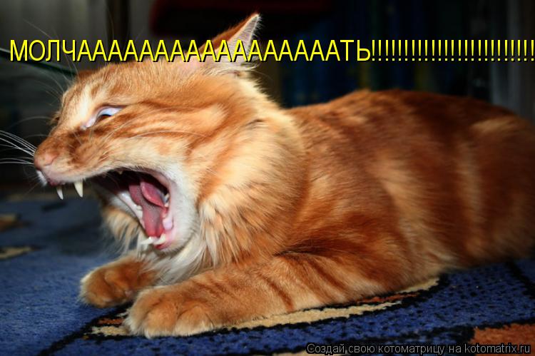 МОЛЧАААААААААААААААААТЬ!!!!!!!!!!!!!!!!!!!!!!!!!!!!!!!!!!!!... Котоматрица: МОЛЧАААААААААААААААААТЬ!!!!!!!!!!!!!!!!!!!!!!!!!!!!!!!!!!!!