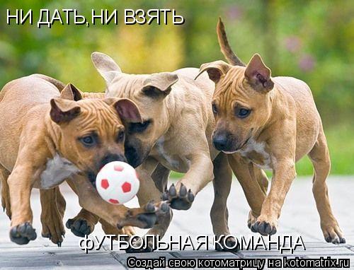 Котоматрица: НИ ДАТЬ,НИ ВЗЯТЬ фУТБОЛЬНАЯ КОМАНДА