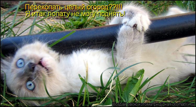 Перекопать целый огород??!!! Я итак лопату не могу поднять! Перекопать целый огород??!!!... Котоматрица: Перекопать целый огород??!!! Я итак лопату не могу поднять! Перекопать целый огород??!!!