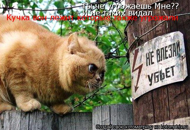 Ты че угрожаешь Мне?? Ты че угрожаешь Мне?? И не таких видал Кучка вон лежит которые также угрожали... Котоматрица: Ты че угрожаешь Мне?? Ты че угрожаешь Мне?? И не таких видал Кучка вон лежит которые также угрожали