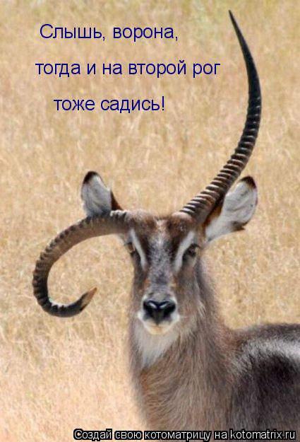 Слышь, ворона, тогда и на второй рог тоже садись!... Котоматрица: Слышь, ворона, тогда и на второй рог тоже садись!
