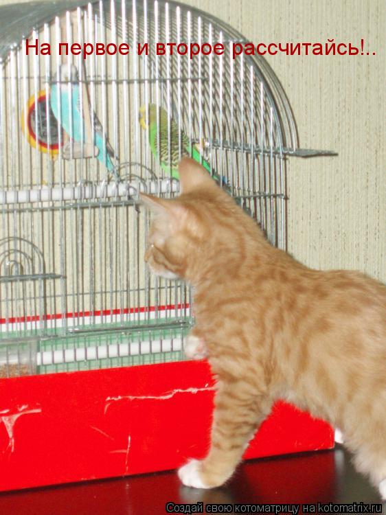 На первое и второе рассчитайсь!..... Котоматрица: На первое и второе рассчитайсь!..