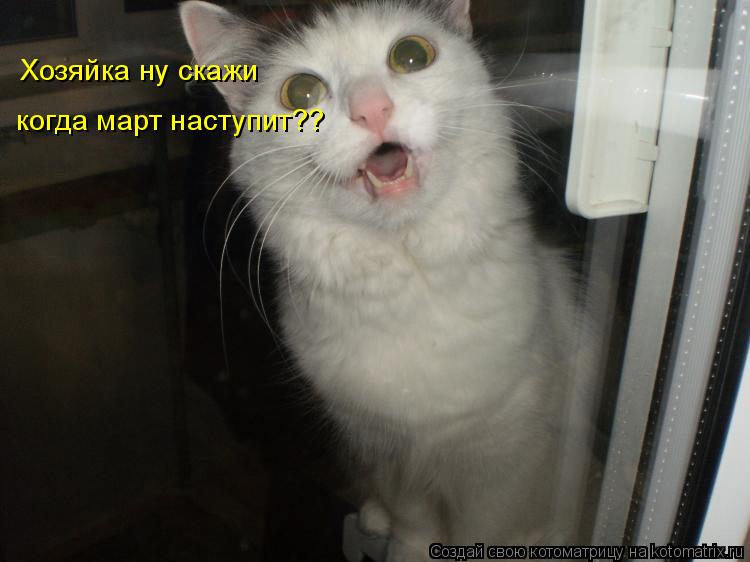 Хозяйка ну скажи когда март наступит??... Котоматрица: Хозяйка ну скажи когда март наступит??