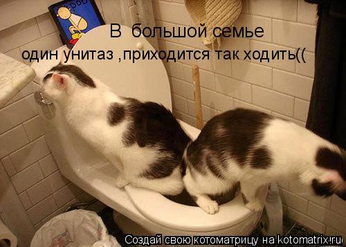 В большой семье один унитаз ,приходится так ходить((... Котоматрица: В большой семье один унитаз ,приходится так ходить((