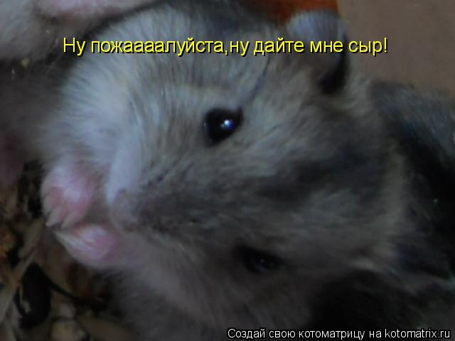 Ну пожаааалуйста,ну дайте мне сыр! Ну пожаааалуйста,ну дайте мне сыр!... Котоматрица: Ну пожаааалуйста,ну дайте мне сыр! Ну пожаааалуйста,ну дайте мне сыр!