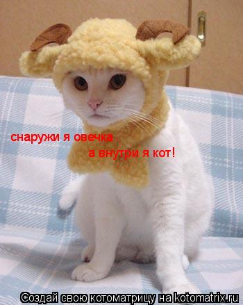 снаружи я овечка снаружи я овечка а внутри я кот!... Котоматрица: снаружи я овечка снаружи я овечка а внутри я кот!