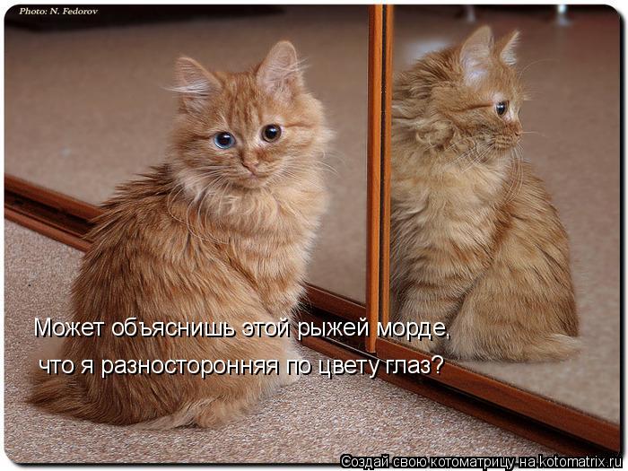 Может объяснишь этой рыжей морде, что я разносторонняя по цвету глаз?... Котоматрица: Может объяснишь этой рыжей морде, что я разносторонняя по цвету глаз?